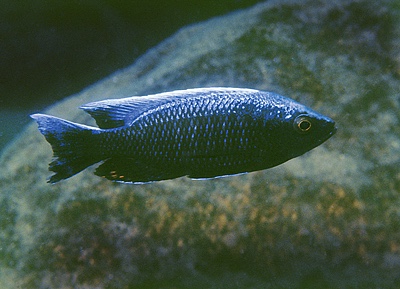 Copadichromis sp. 'virginalis chitande' Chitande Island